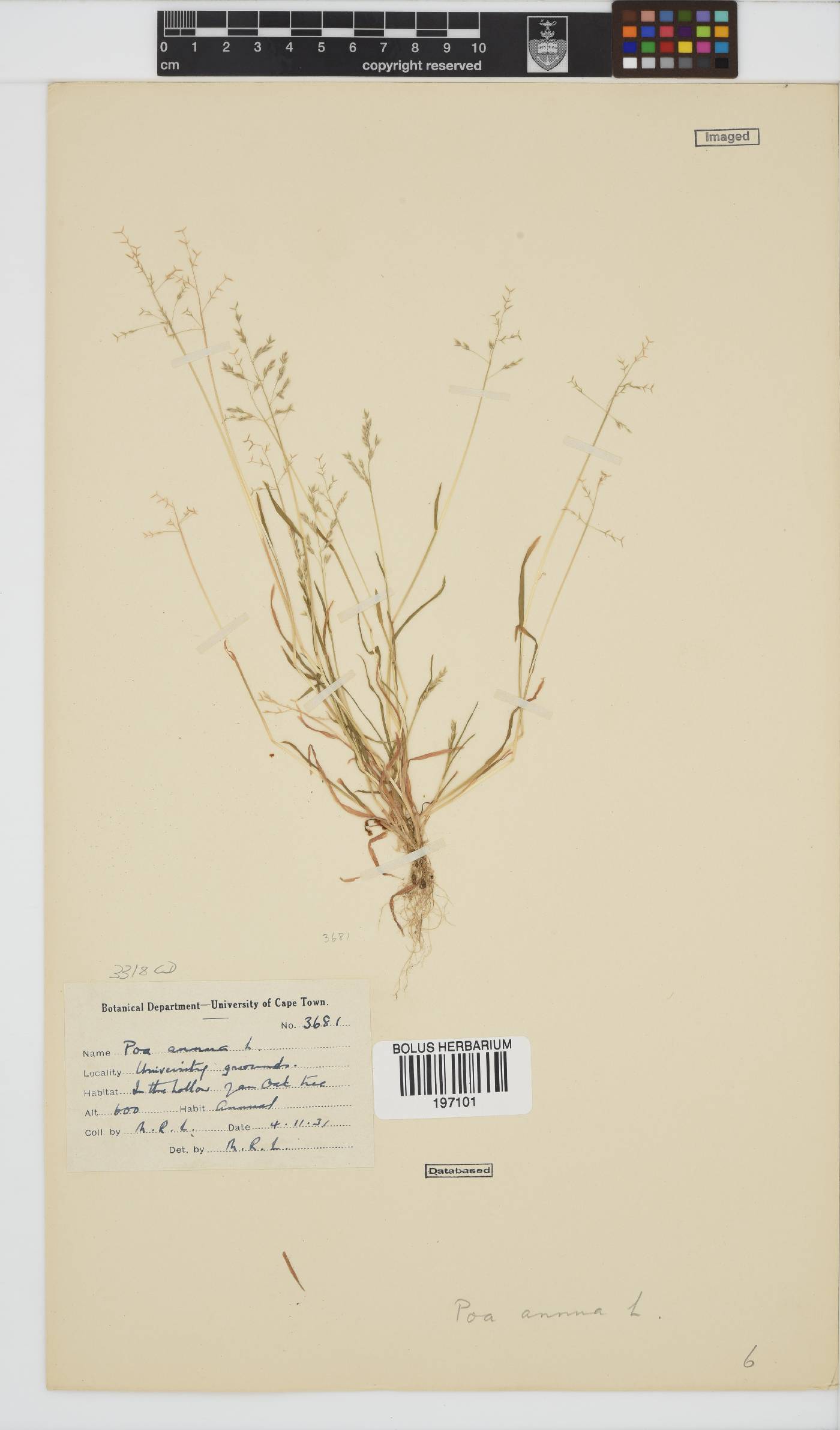 Poa annua image