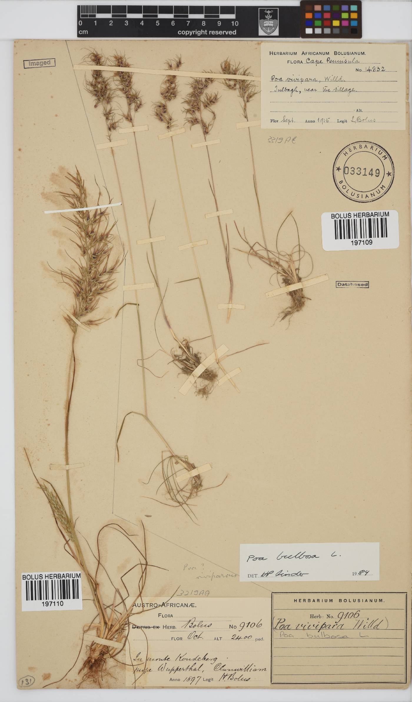 Poa bulbosa image