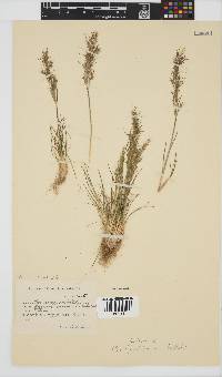 Poa bulbosa image