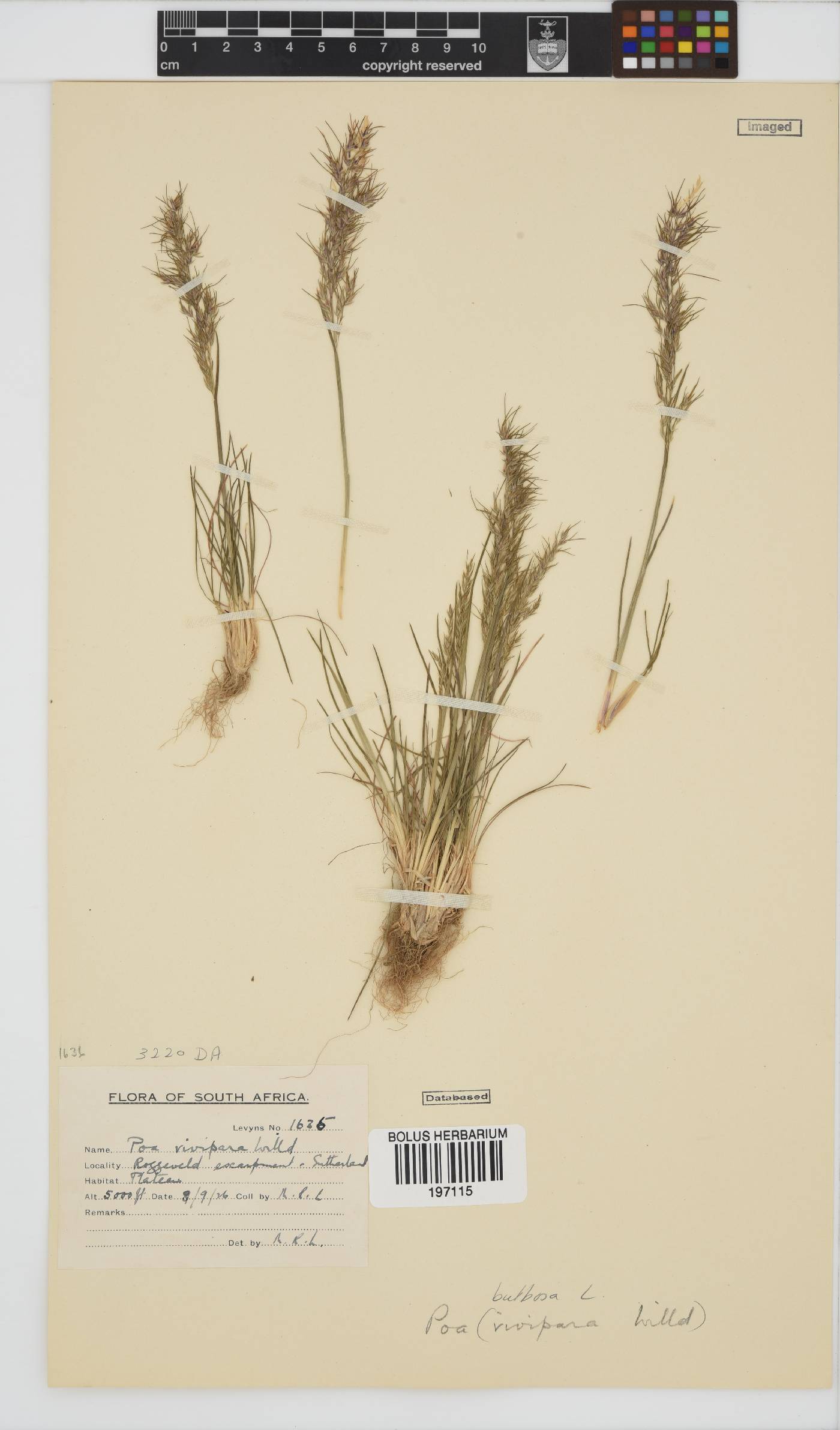 Poa bulbosa image
