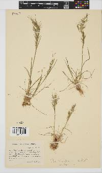 Poa bulbosa image