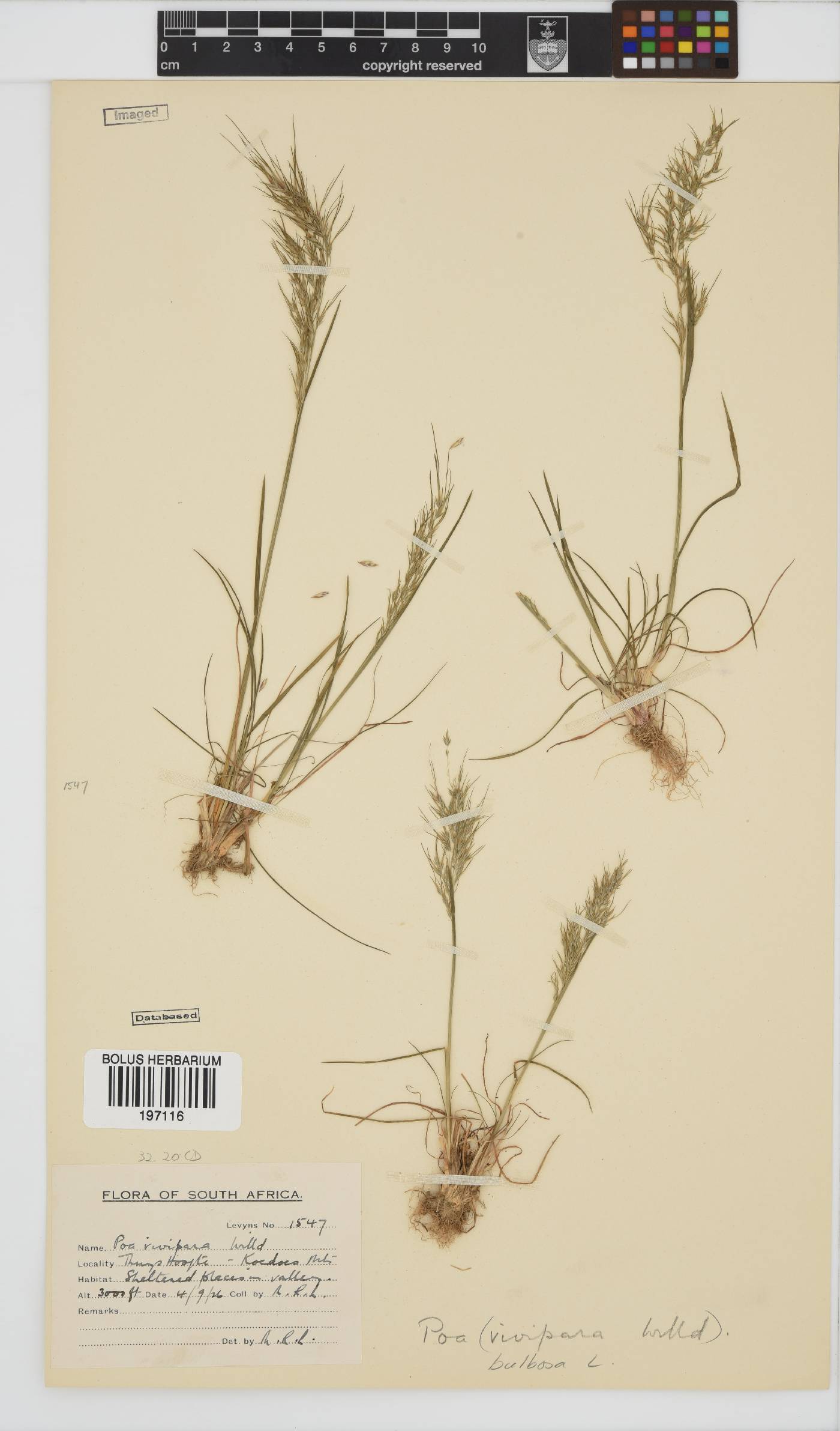 Poa bulbosa image