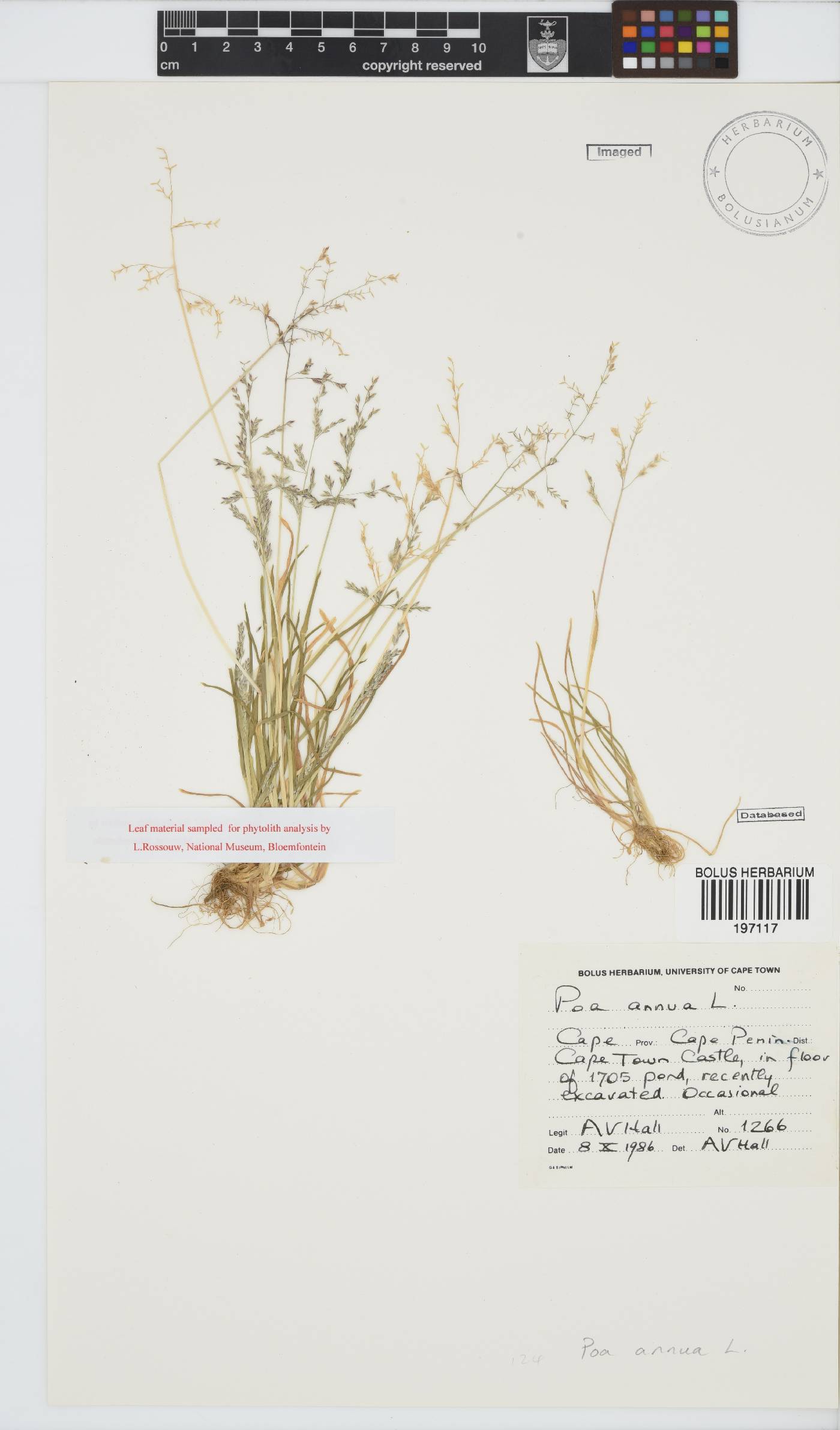 Poa annua image