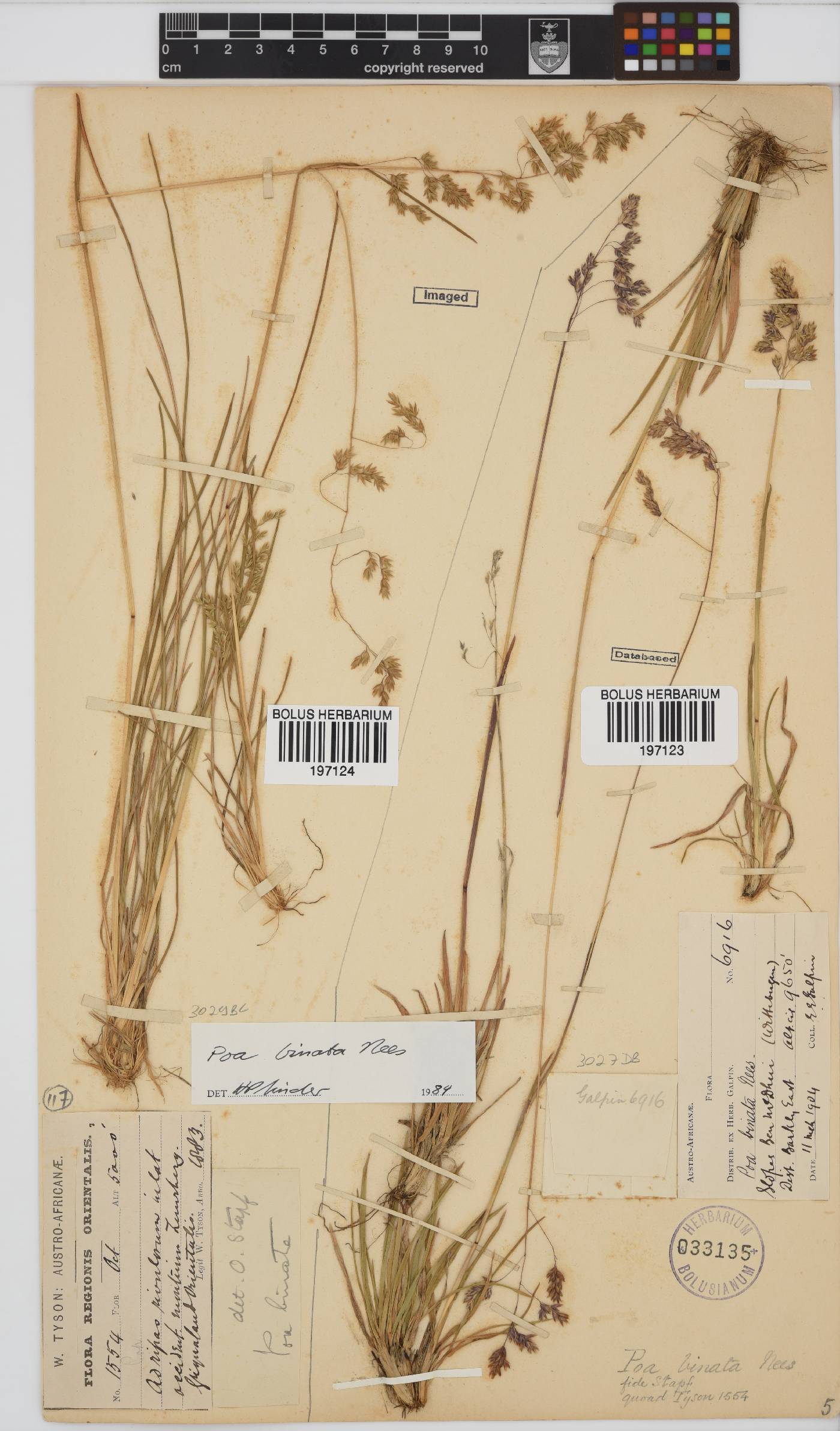 Poa binata image