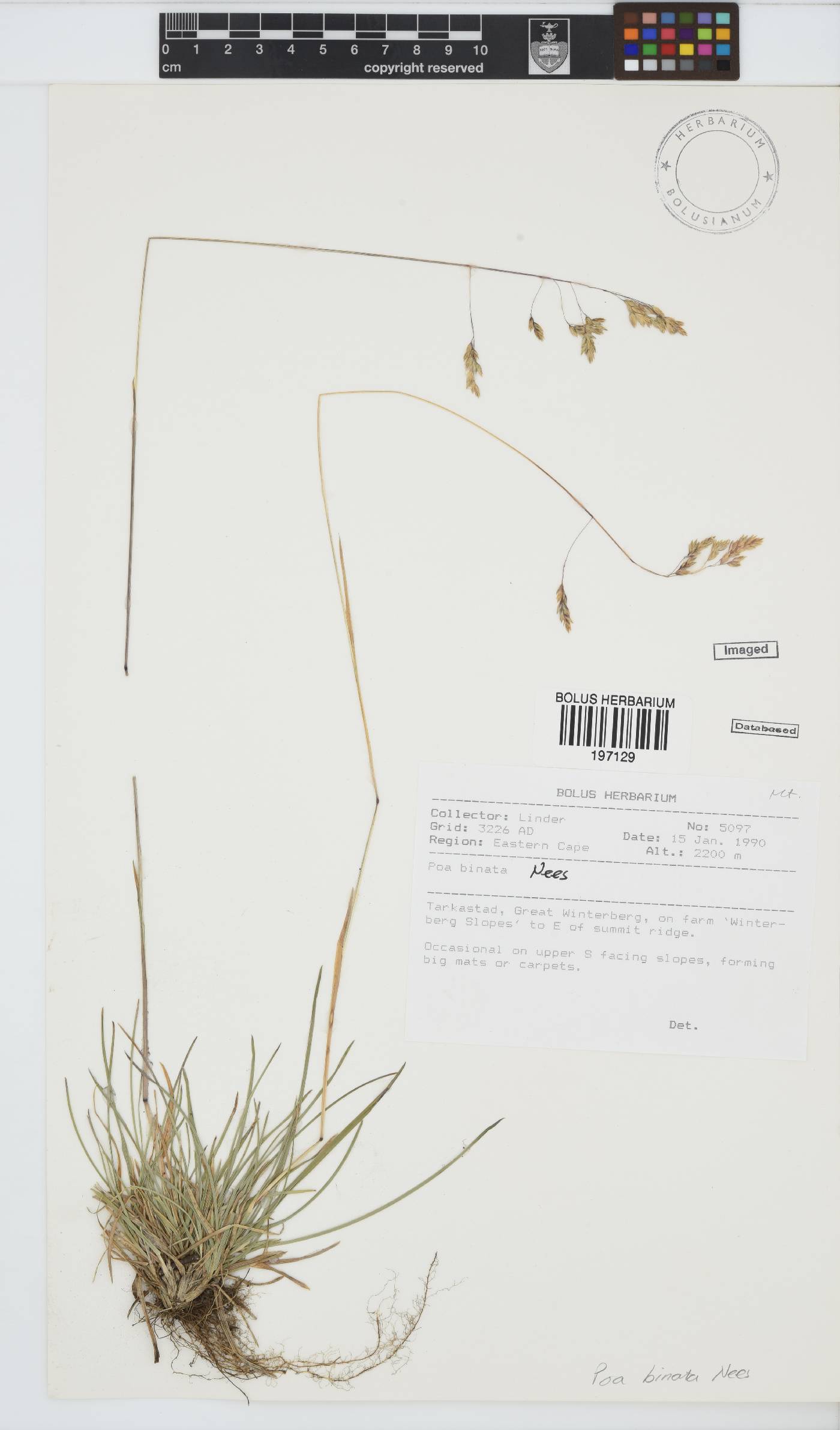 Poa binata image