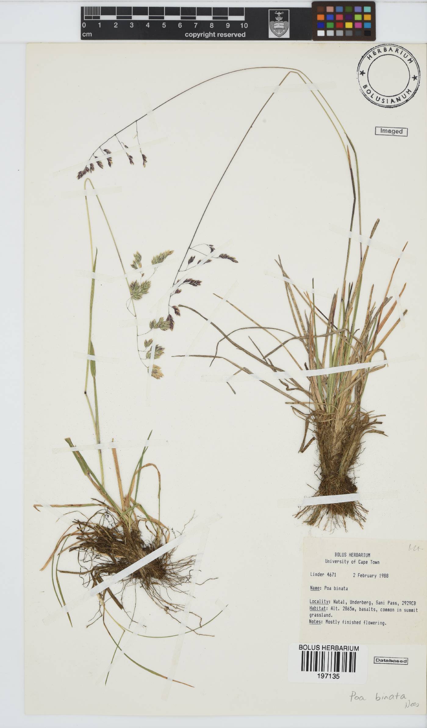 Poa binata image