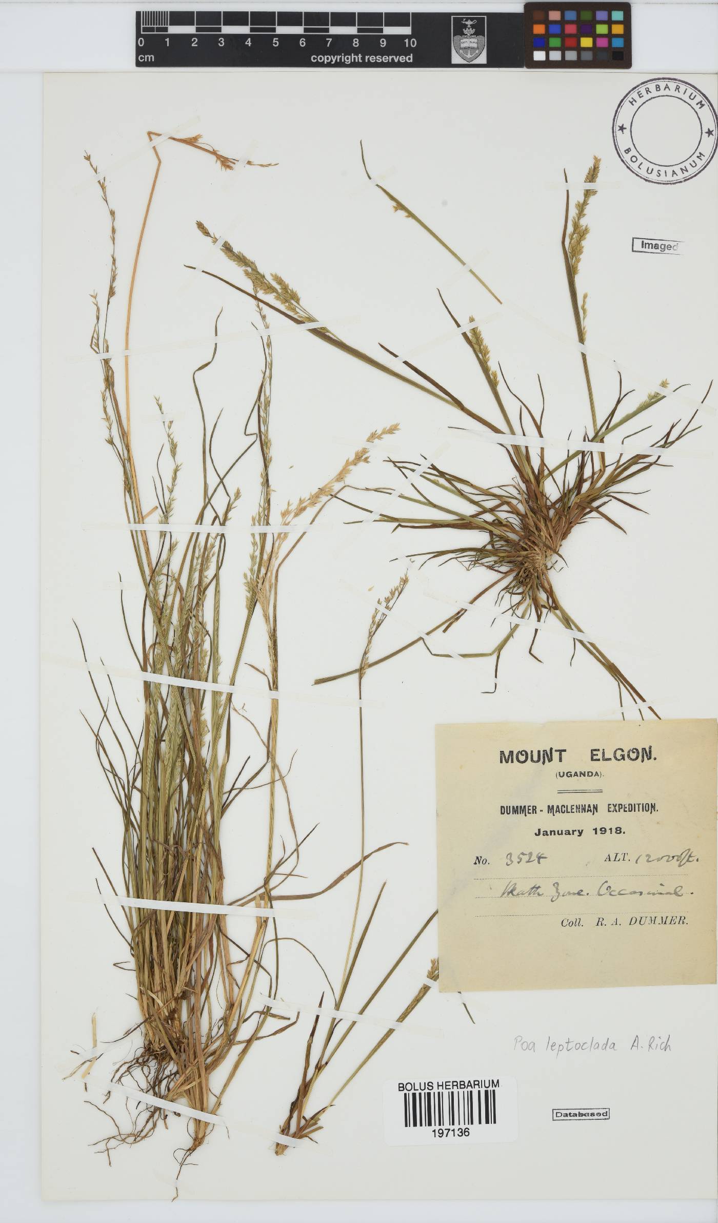 Poa leptoclada image