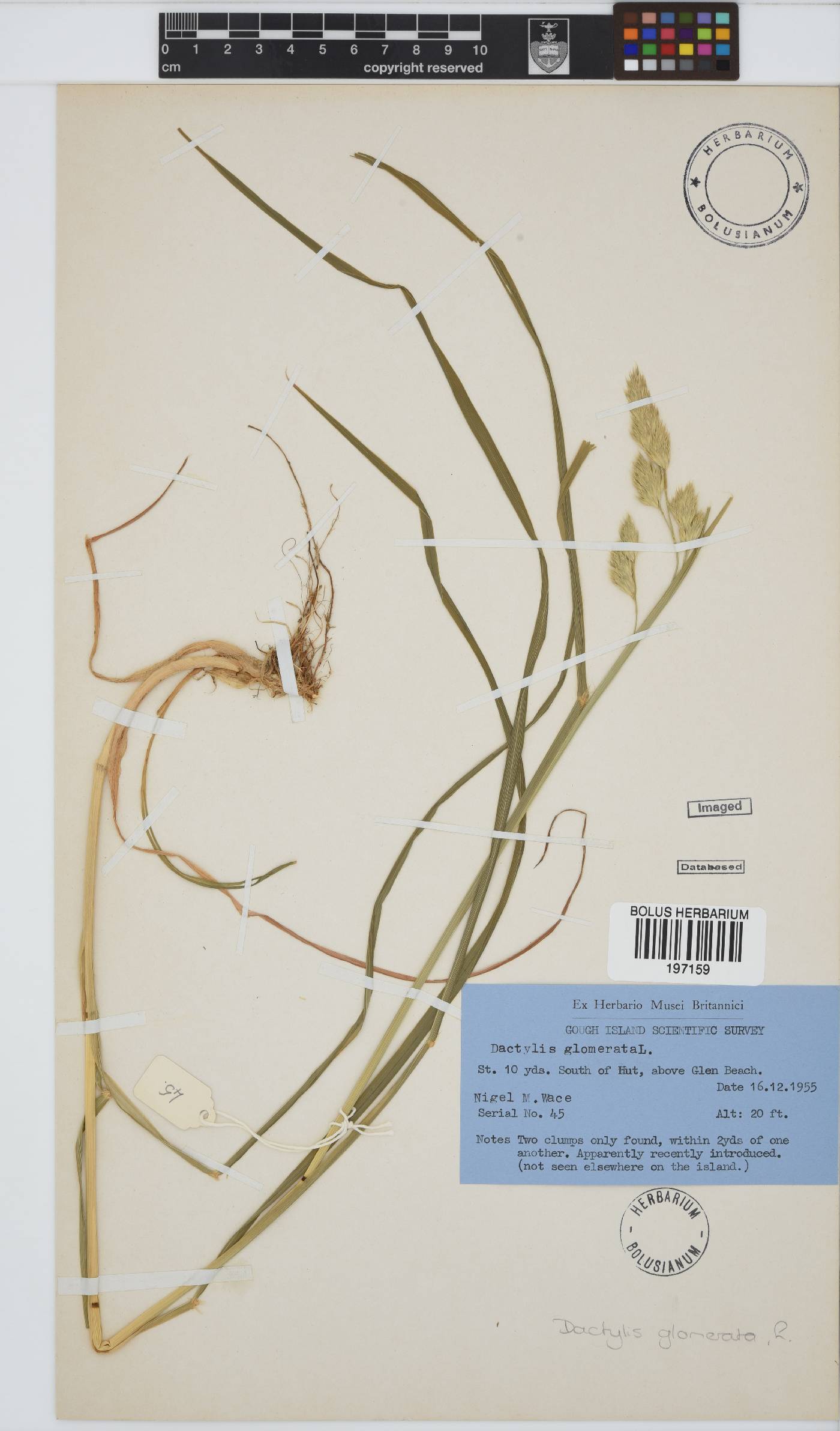 Dactylis image