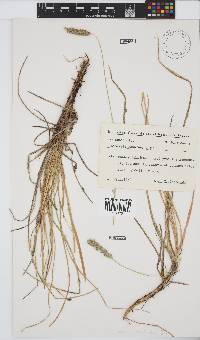 Image of Sesleria robusta