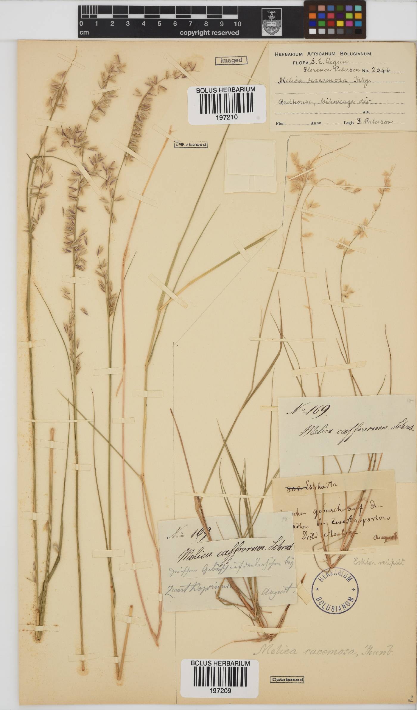 Melica racemosa image