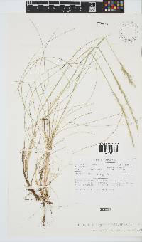 Trisetopsis longifolia image