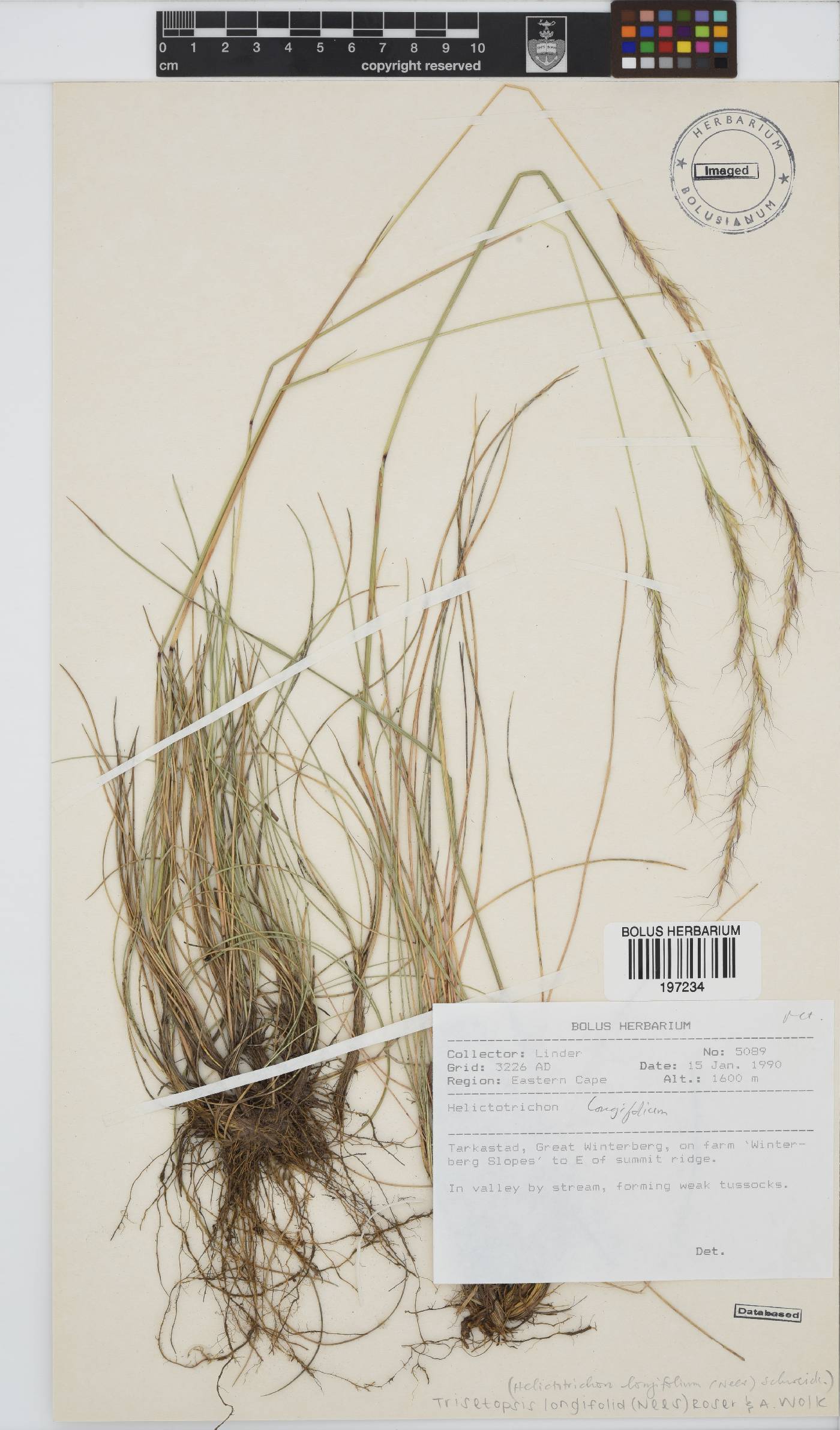 Trisetopsis longifolia image