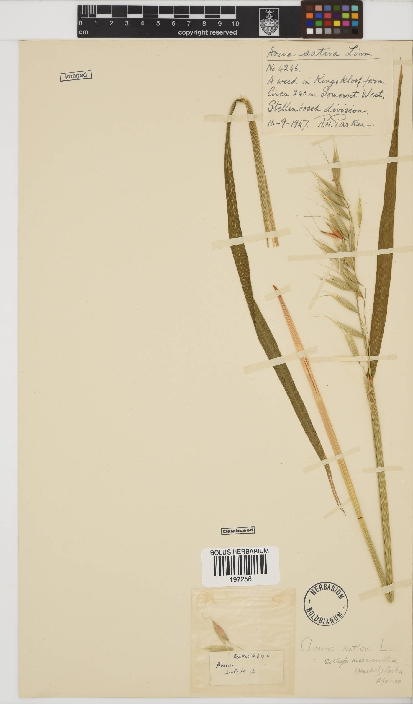 Avena sativa image