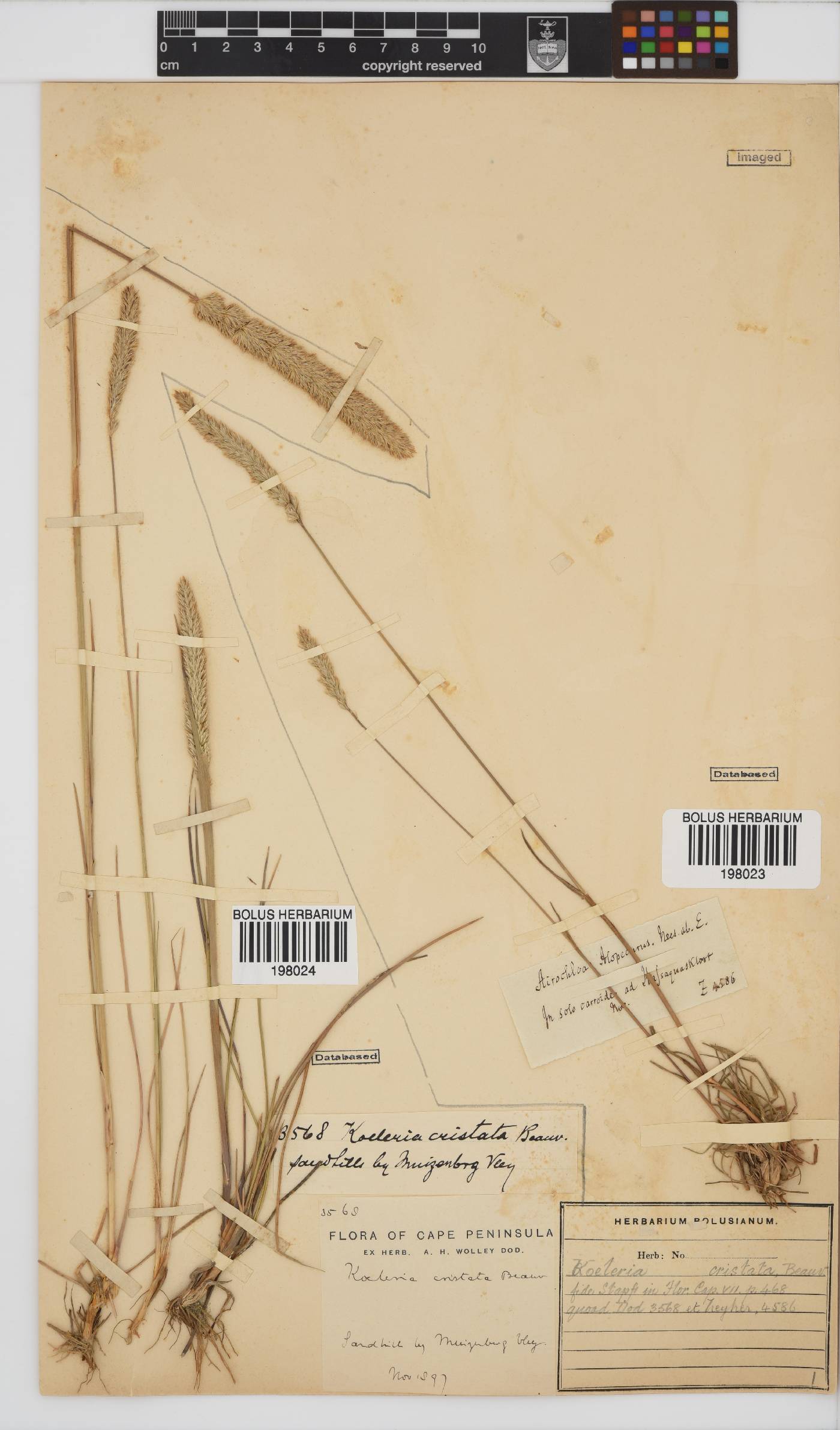 Koeleria capensis image