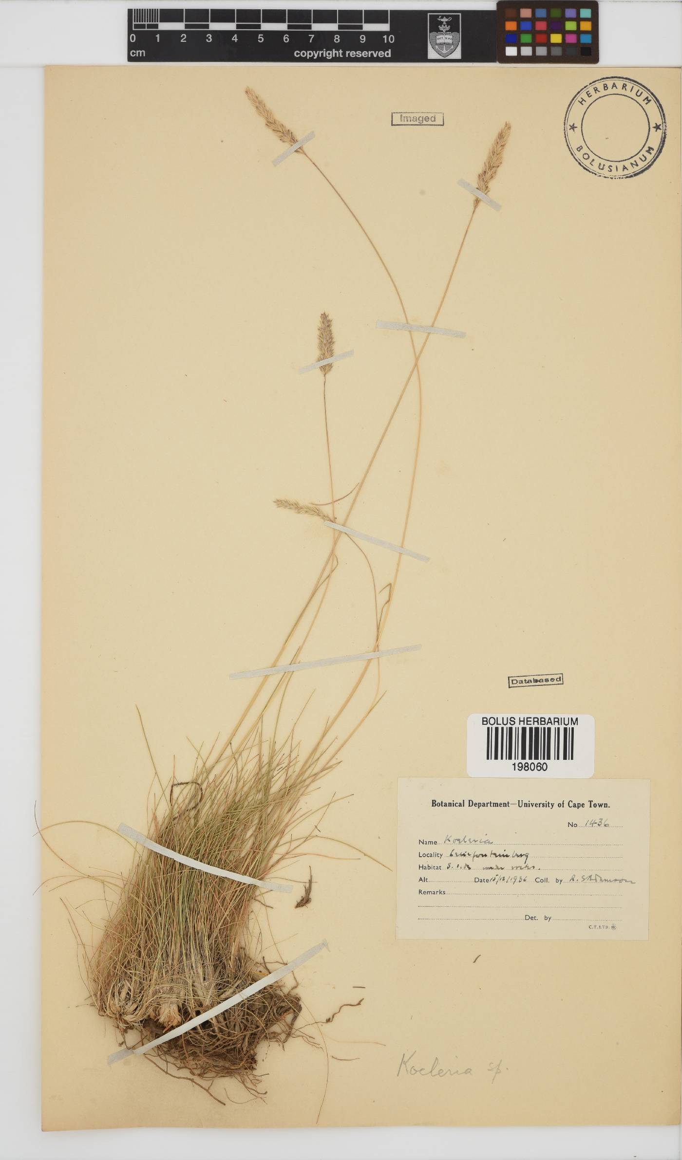 Koeleria capensis image