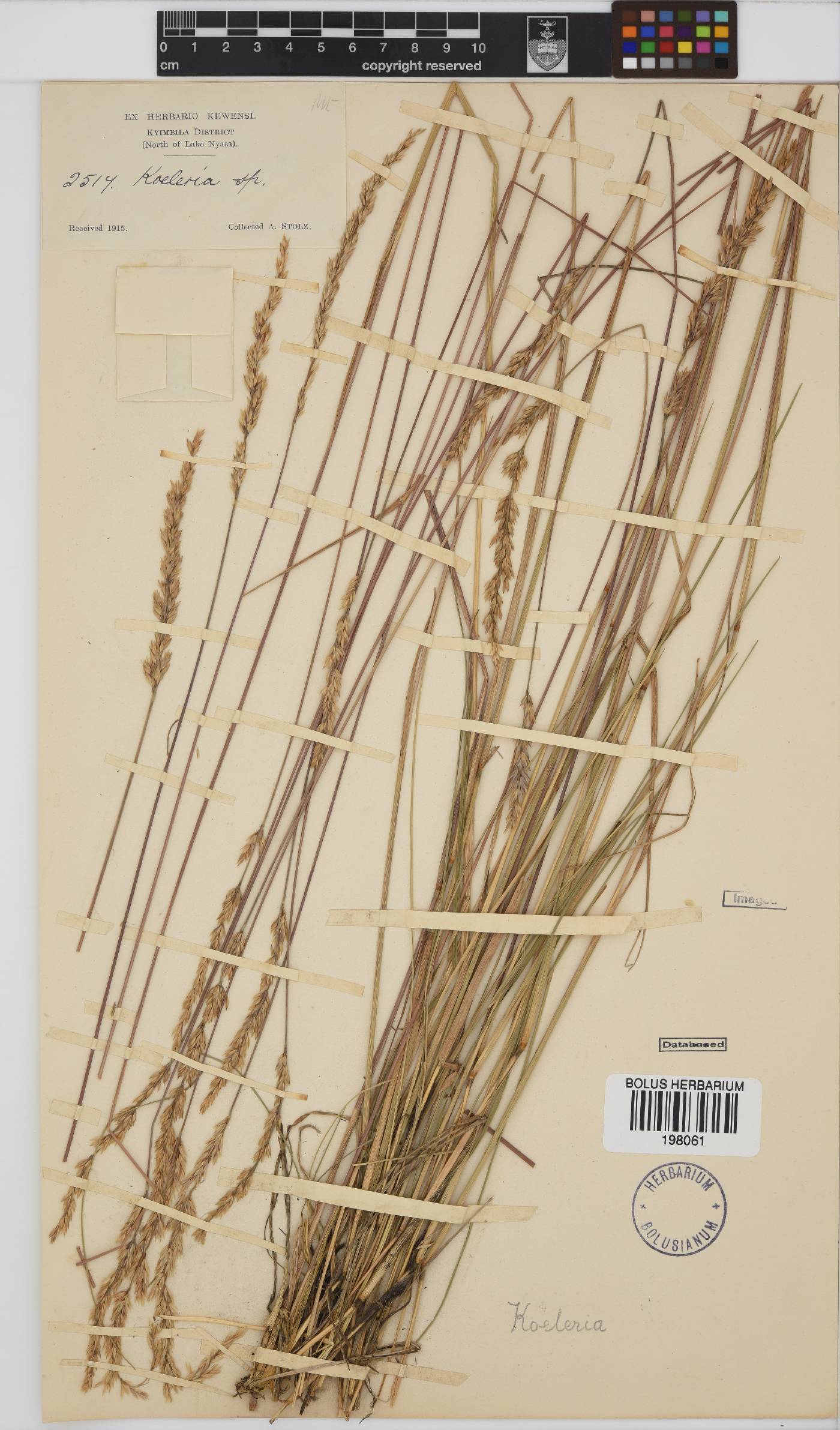 Koeleria capensis image
