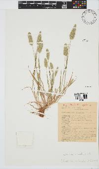 Lophochloa cristata image