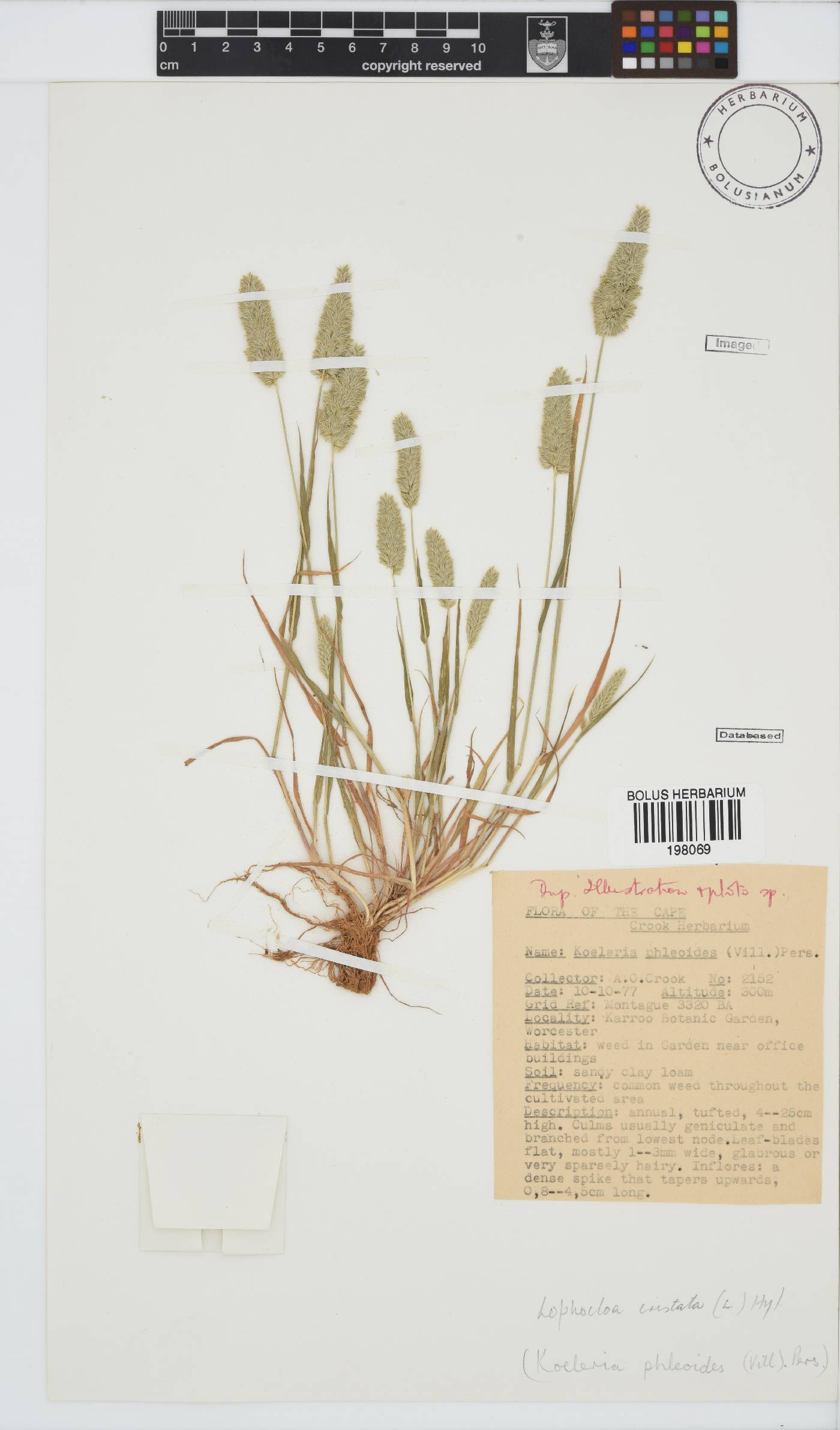 Lophochloa cristata image