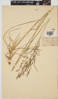 Deschampsia caespitosa image