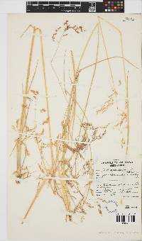 Deschampsia caespitosa image