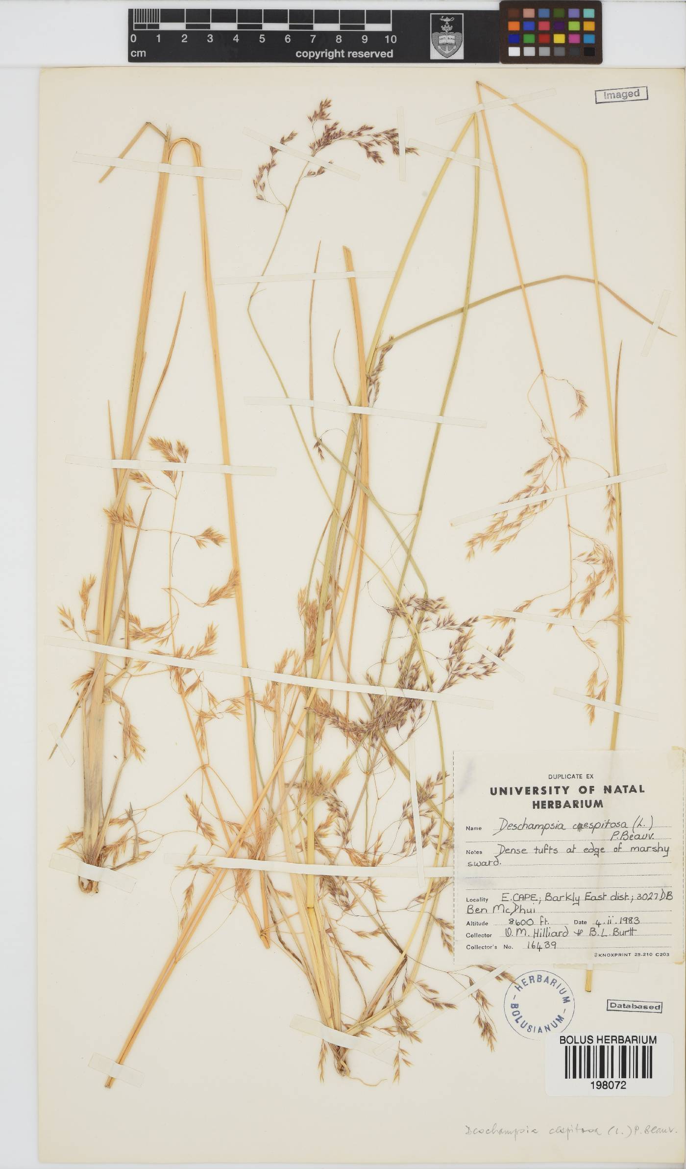 Deschampsia image