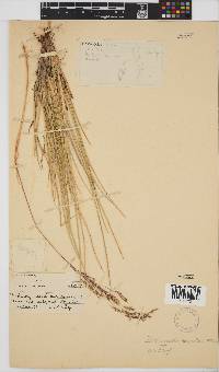 Deschampsia caespitosa image