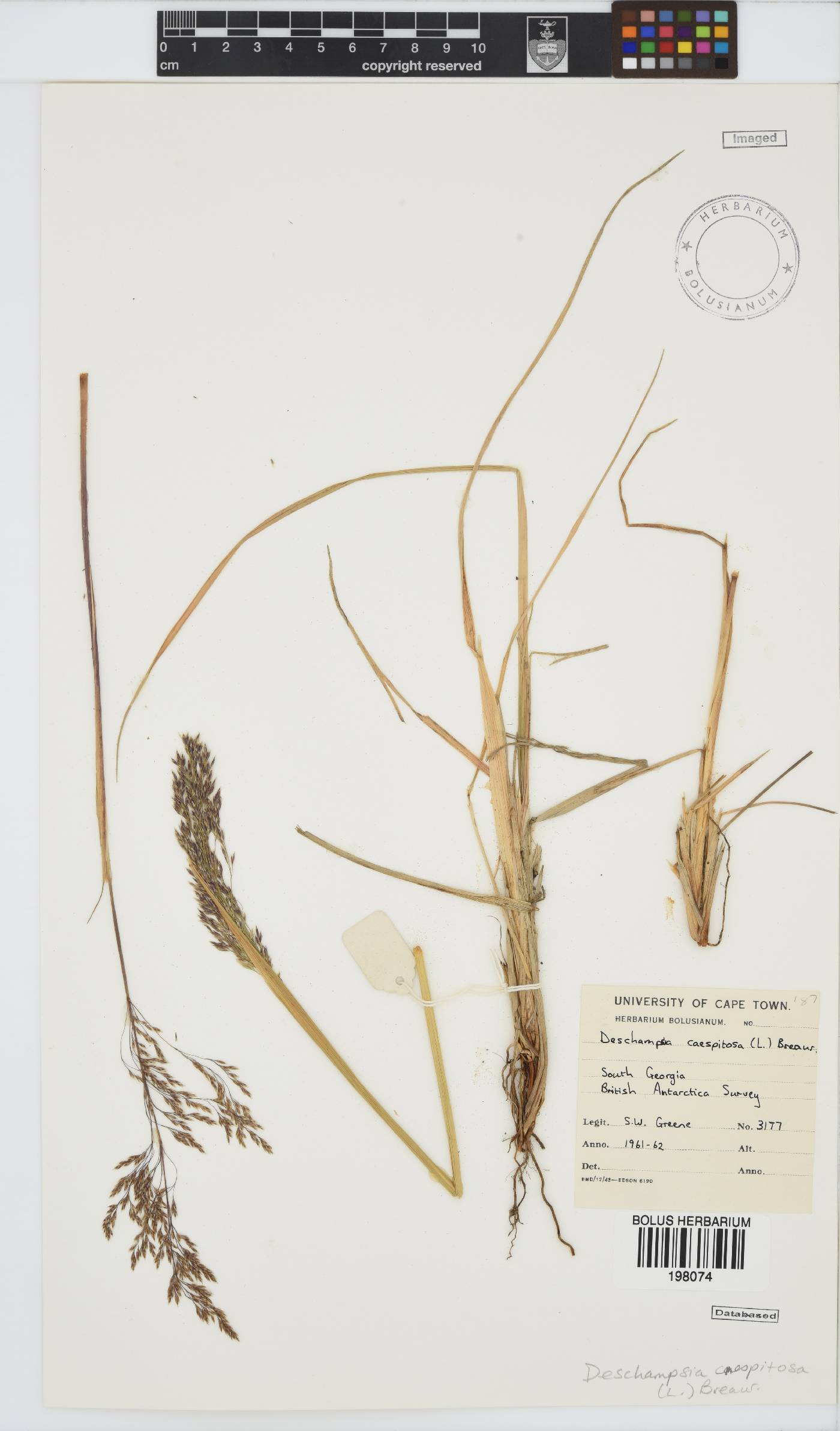 Deschampsia caespitosa image