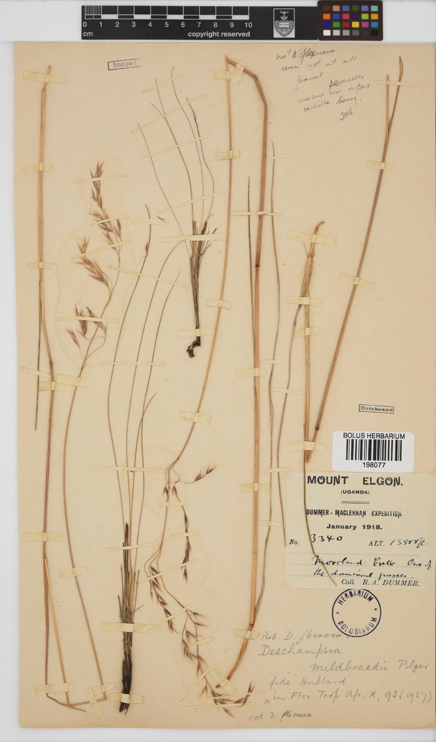 Deschampsia image