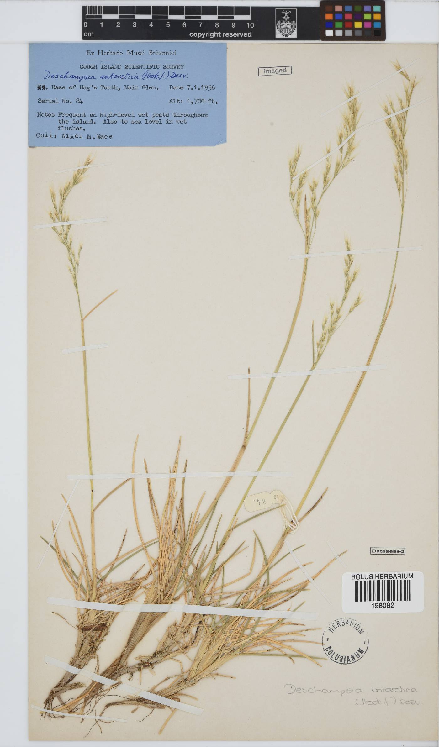 Deschampsia antarctica image