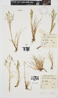 Deschampsia antarctica image