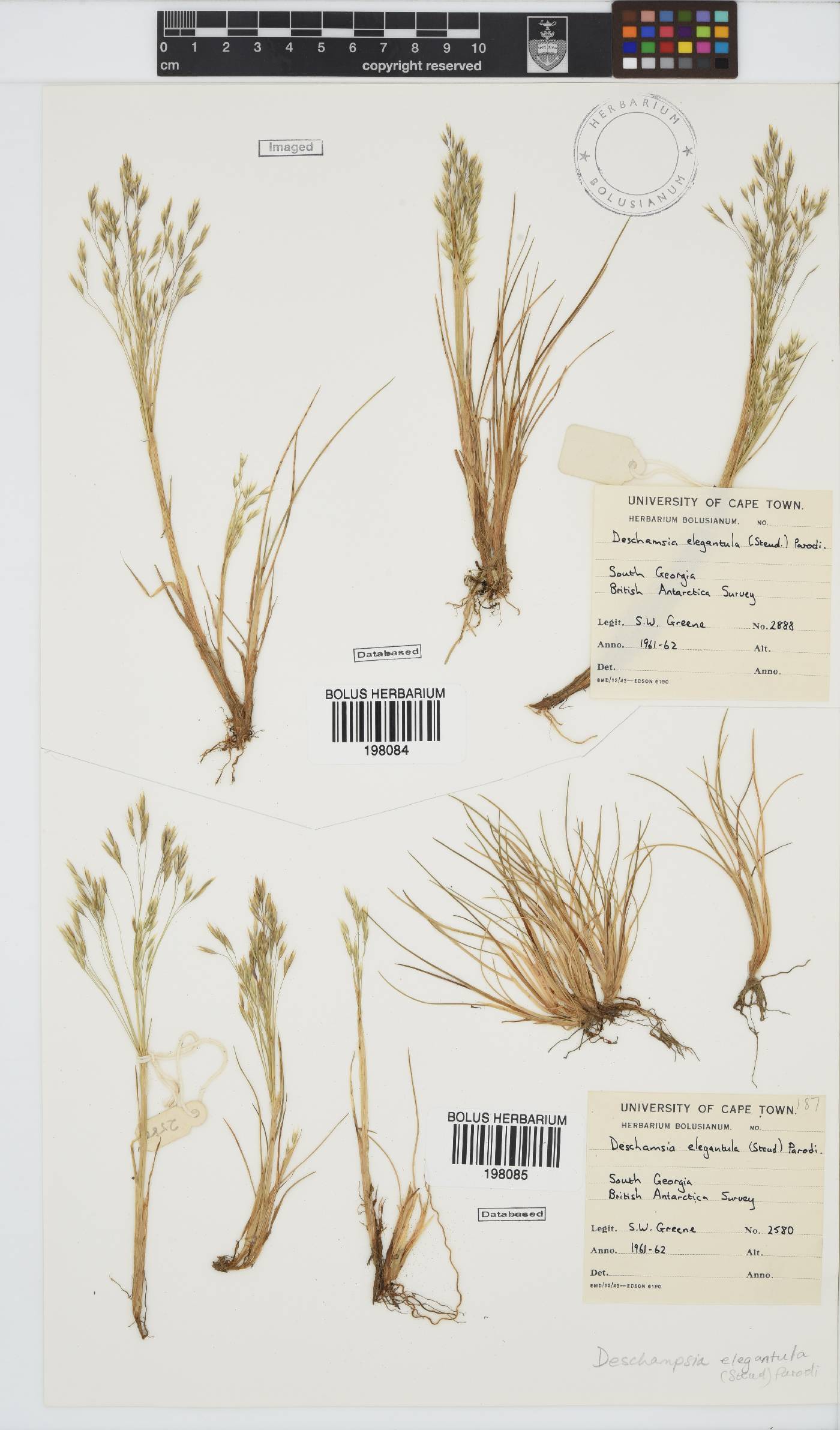 Deschampsia antarctica image