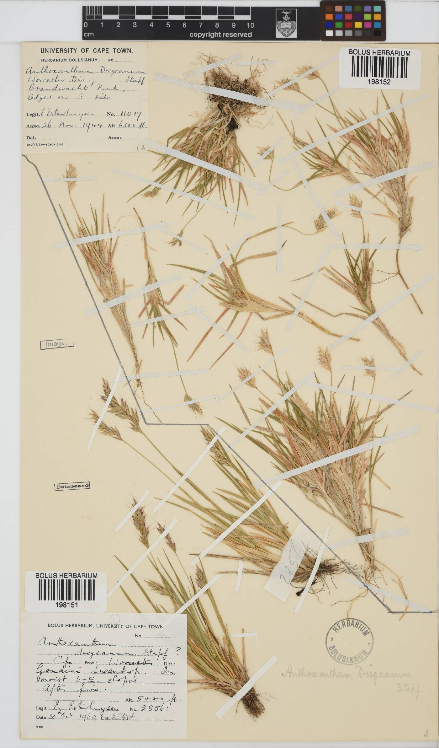 Anthoxanthum image