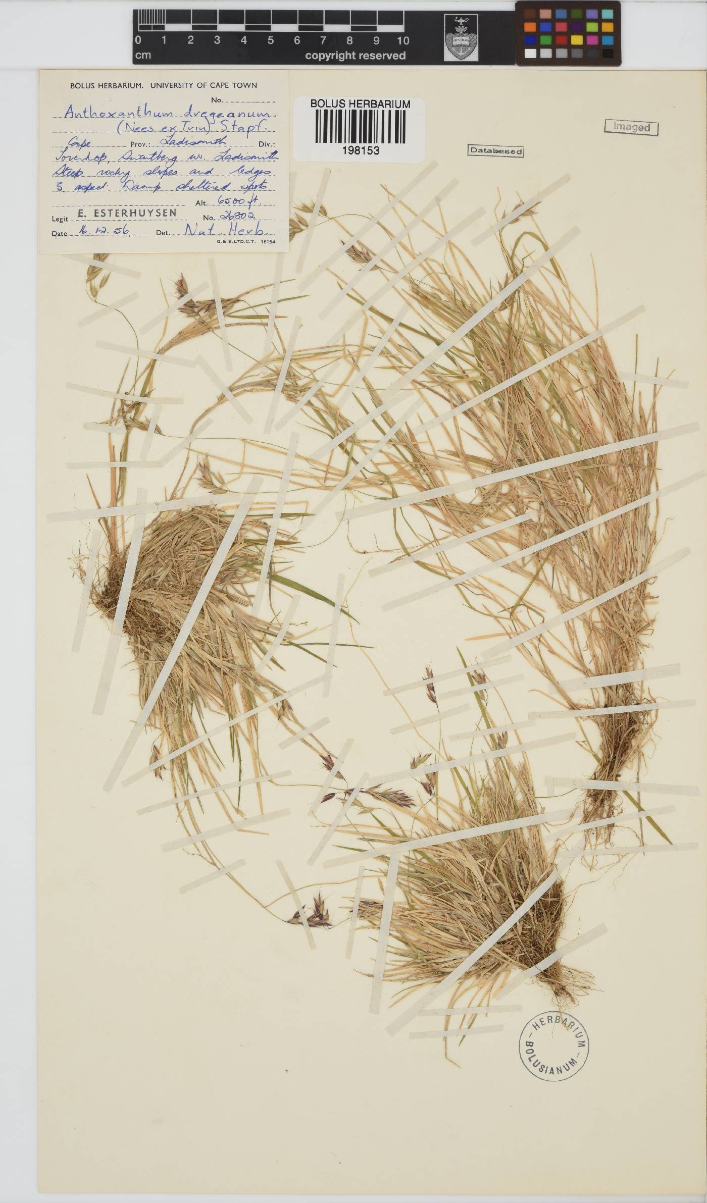 Anthoxanthum dregeanum image