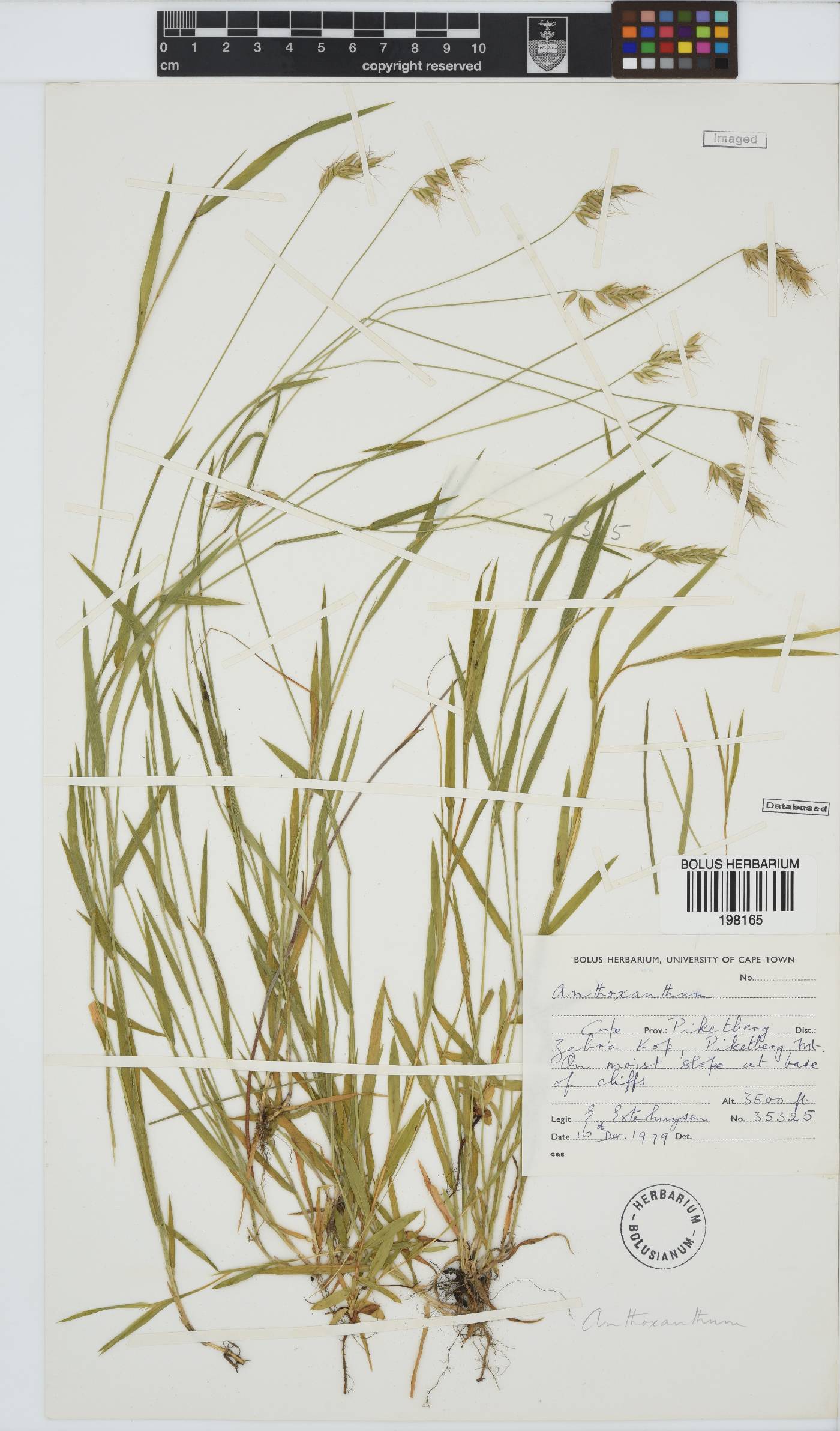 Anthoxanthum image