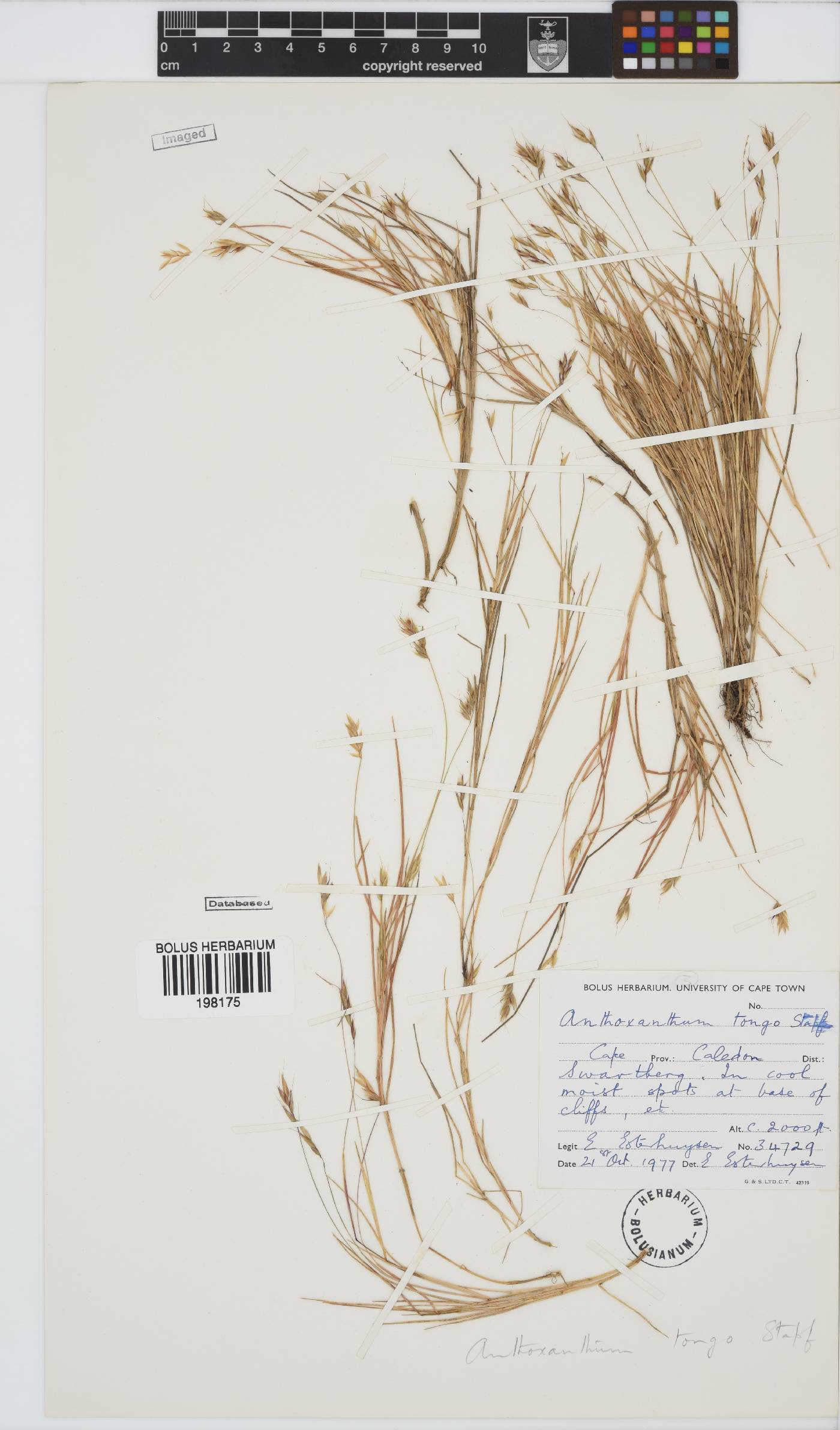 Anthoxanthum image