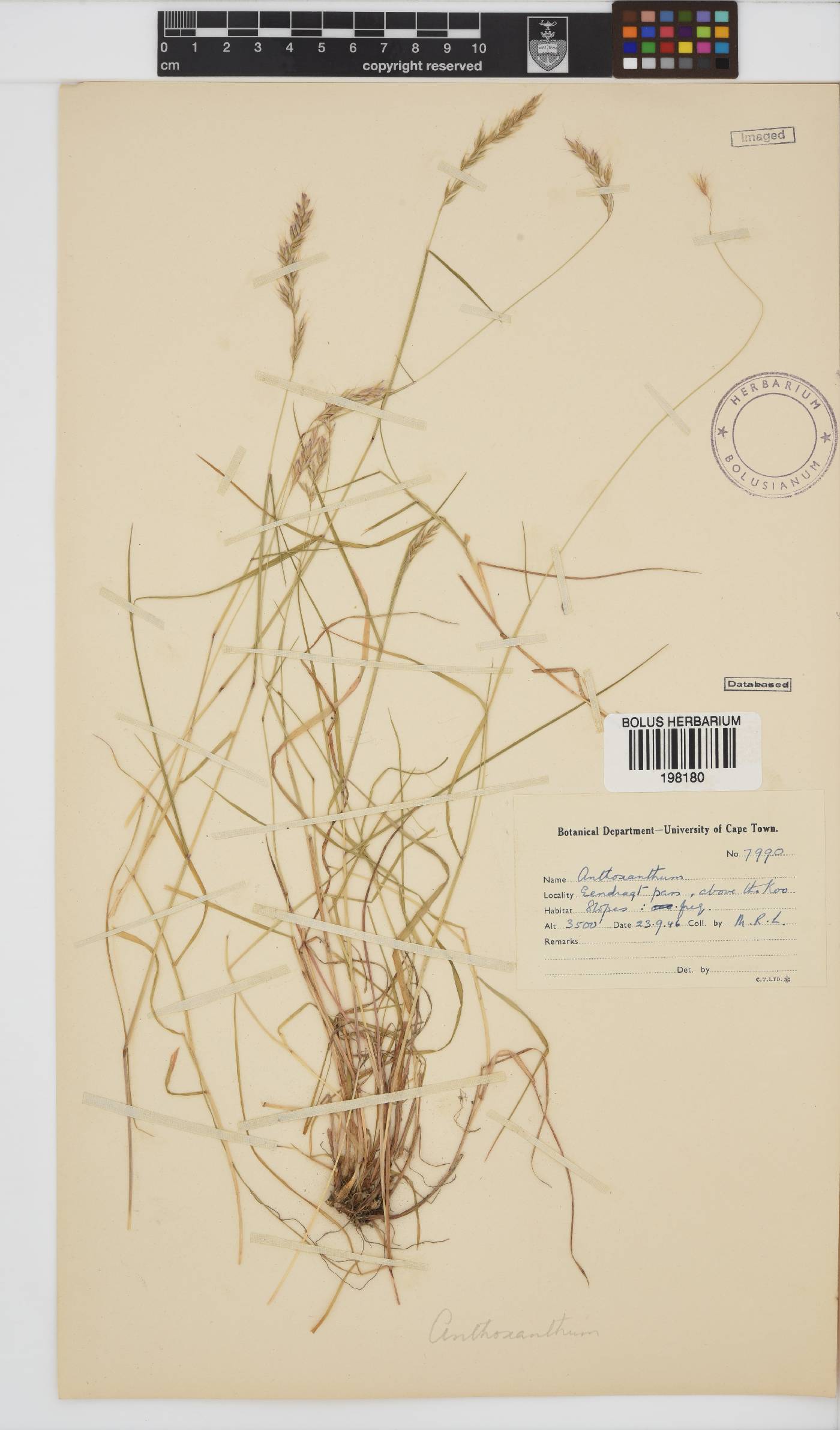 Anthoxanthum tongo image