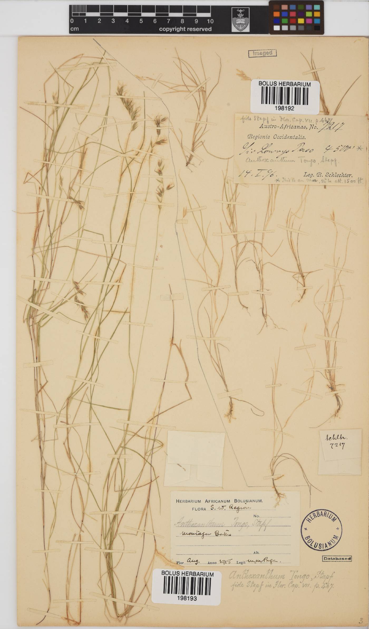 Anthoxanthum image