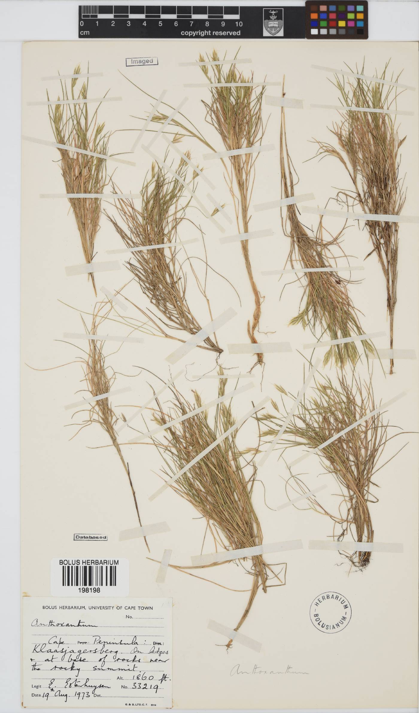 Anthoxanthum tongo image