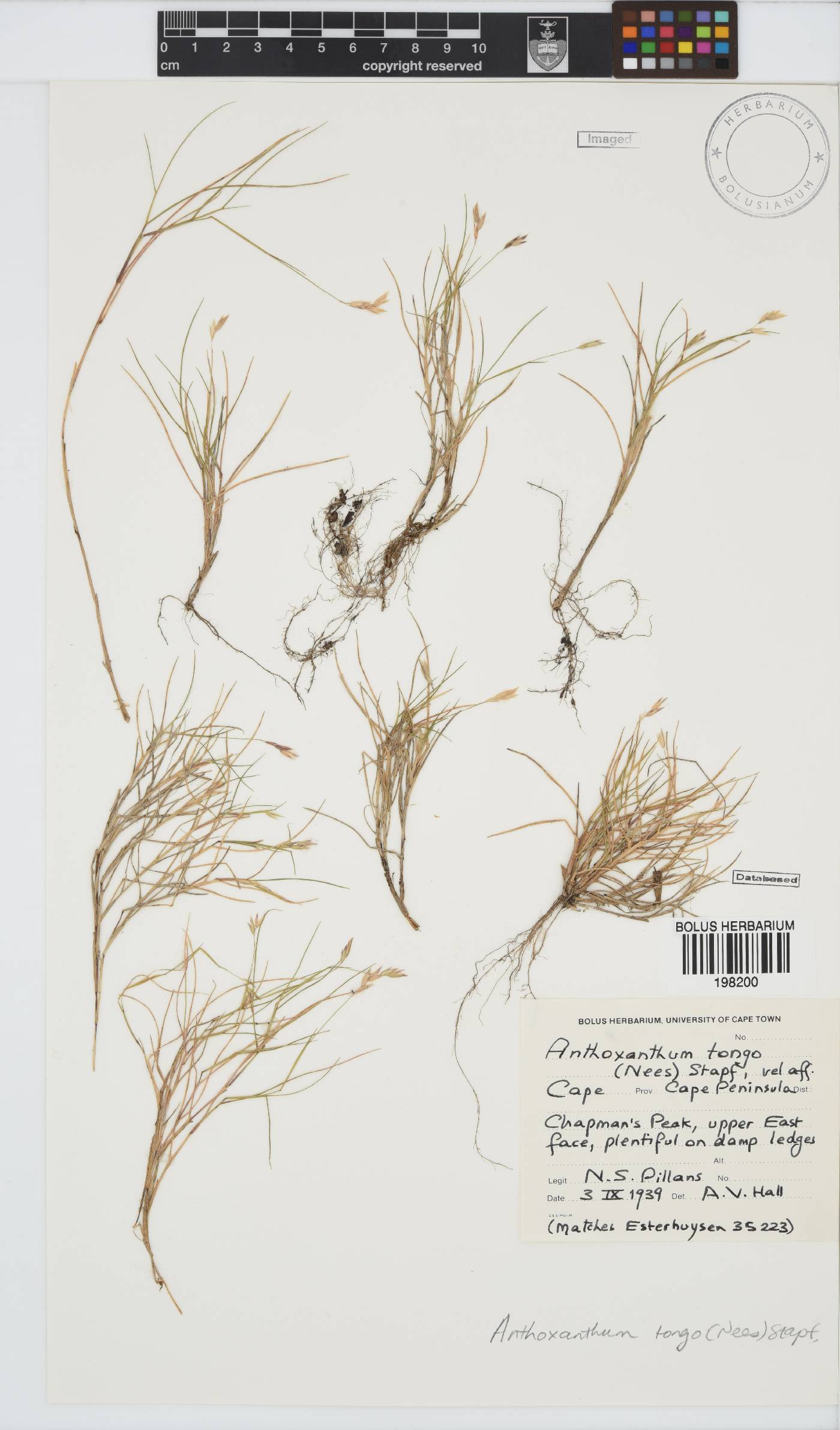 Anthoxanthum tongo image