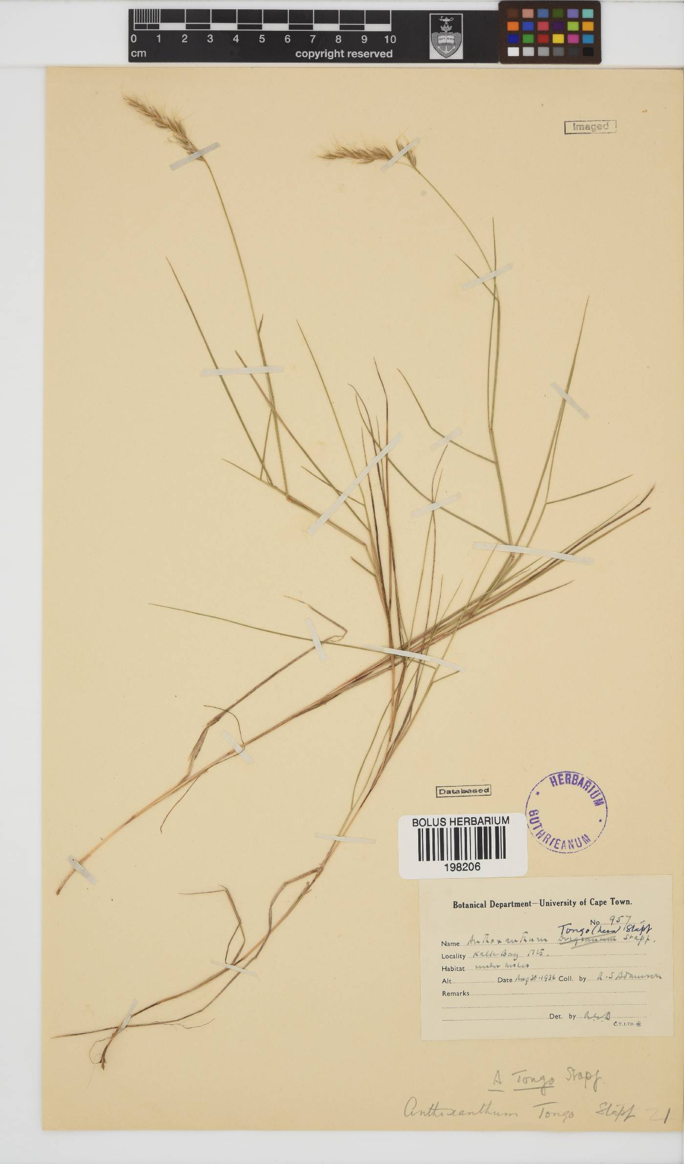 Anthoxanthum image