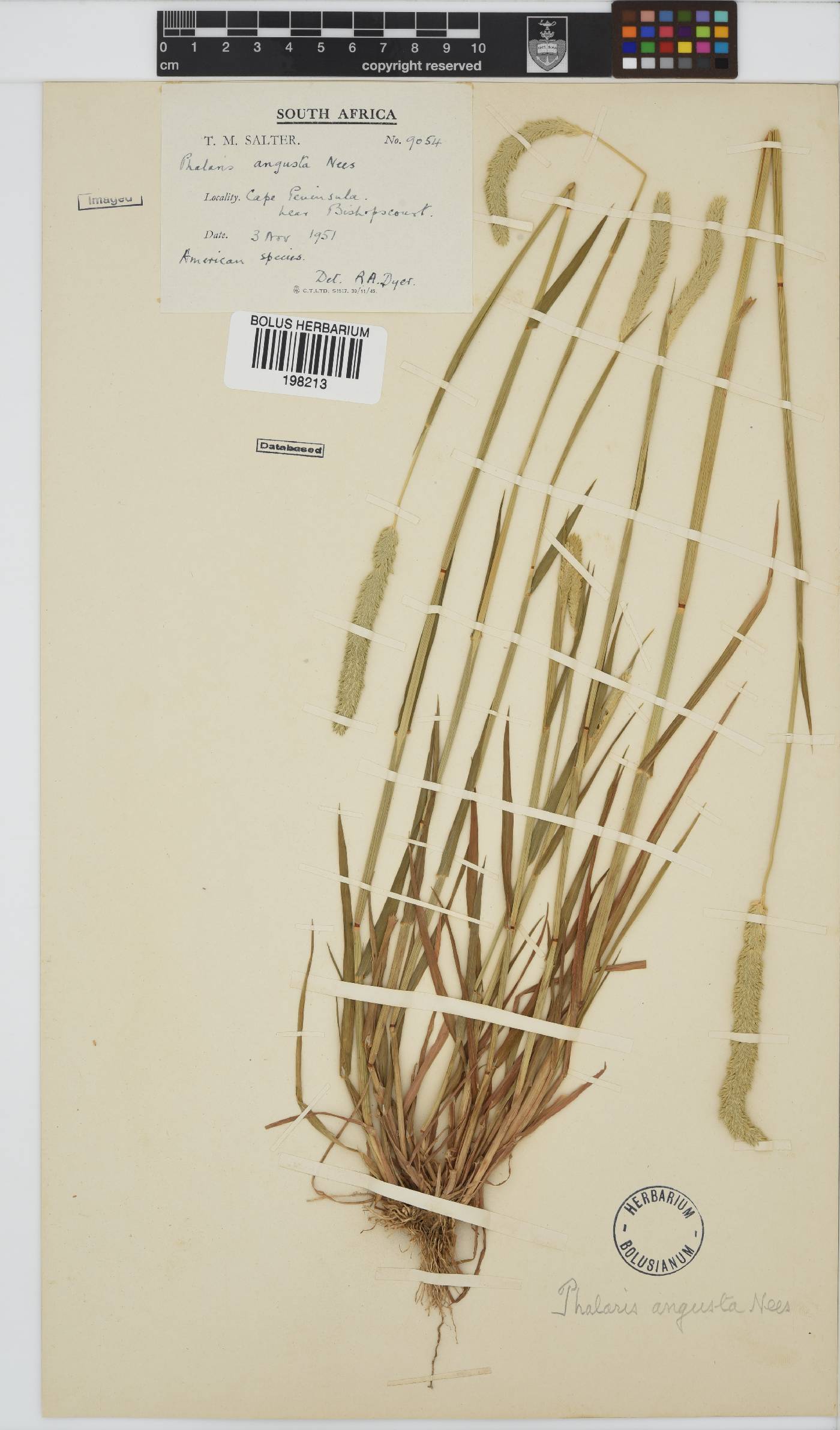 Phalaris angusta image