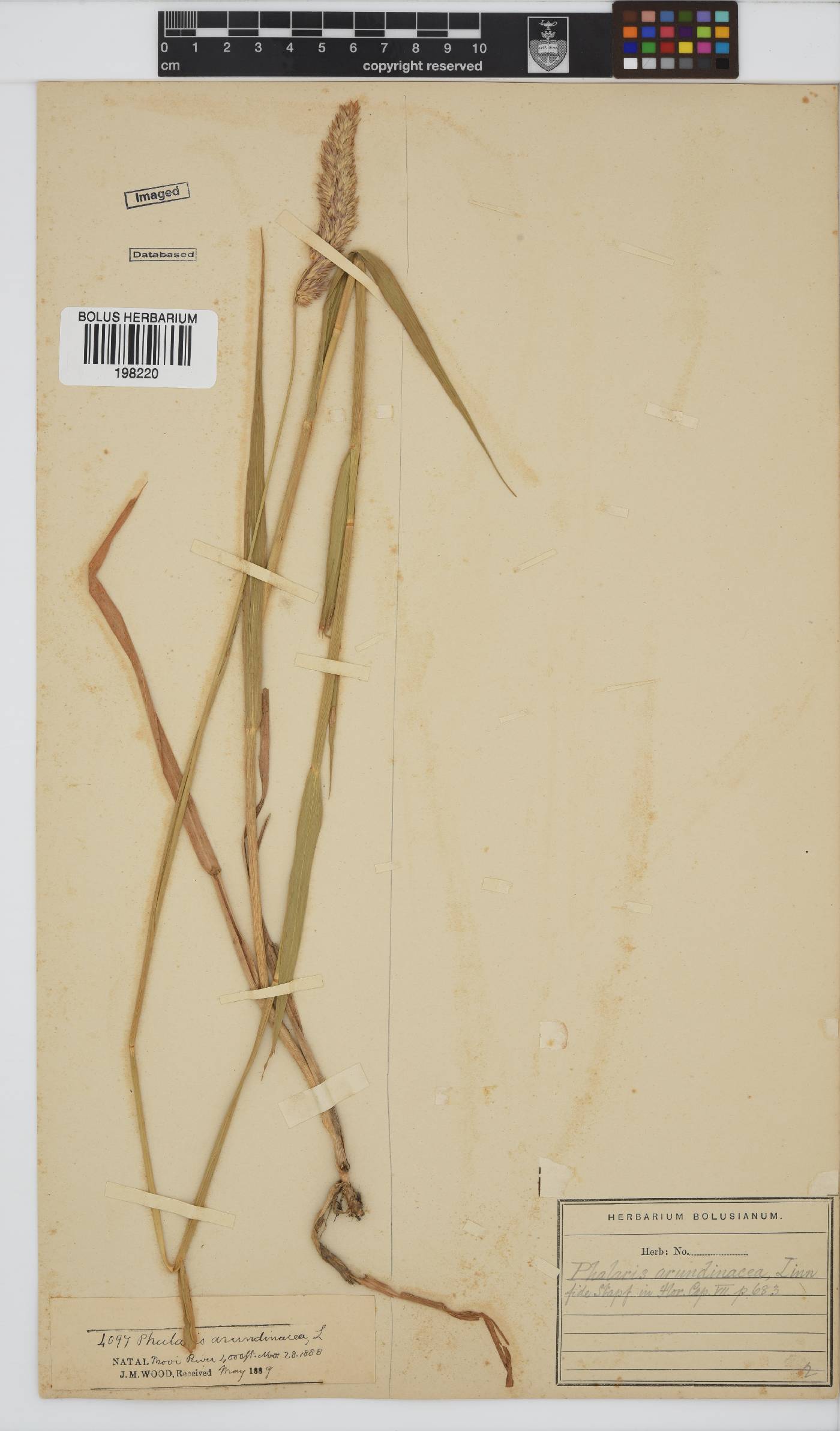 Phalaris arundinacea image