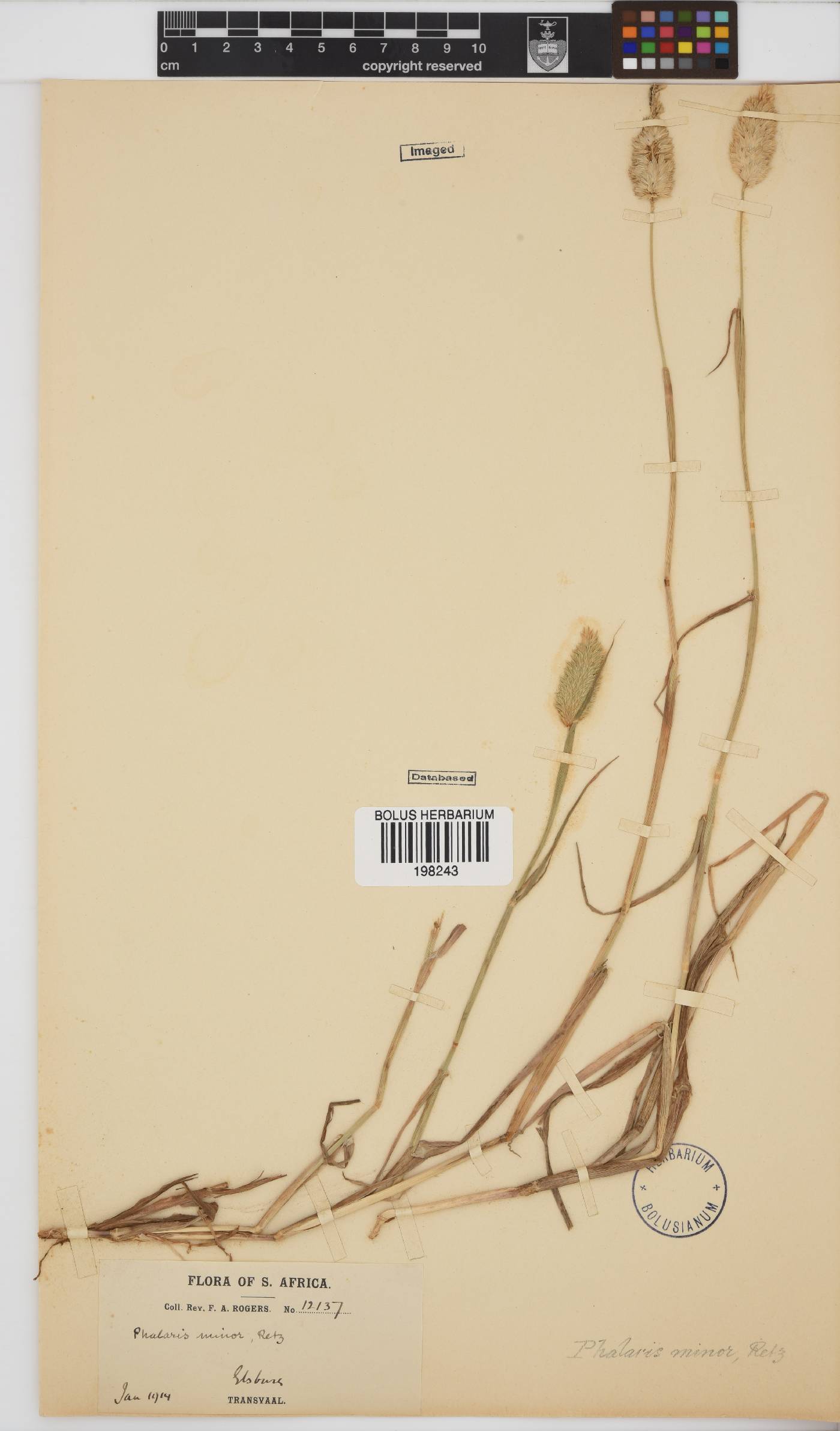 Phalaris minor image