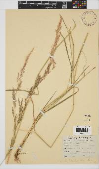 Agrostis lachnantha image