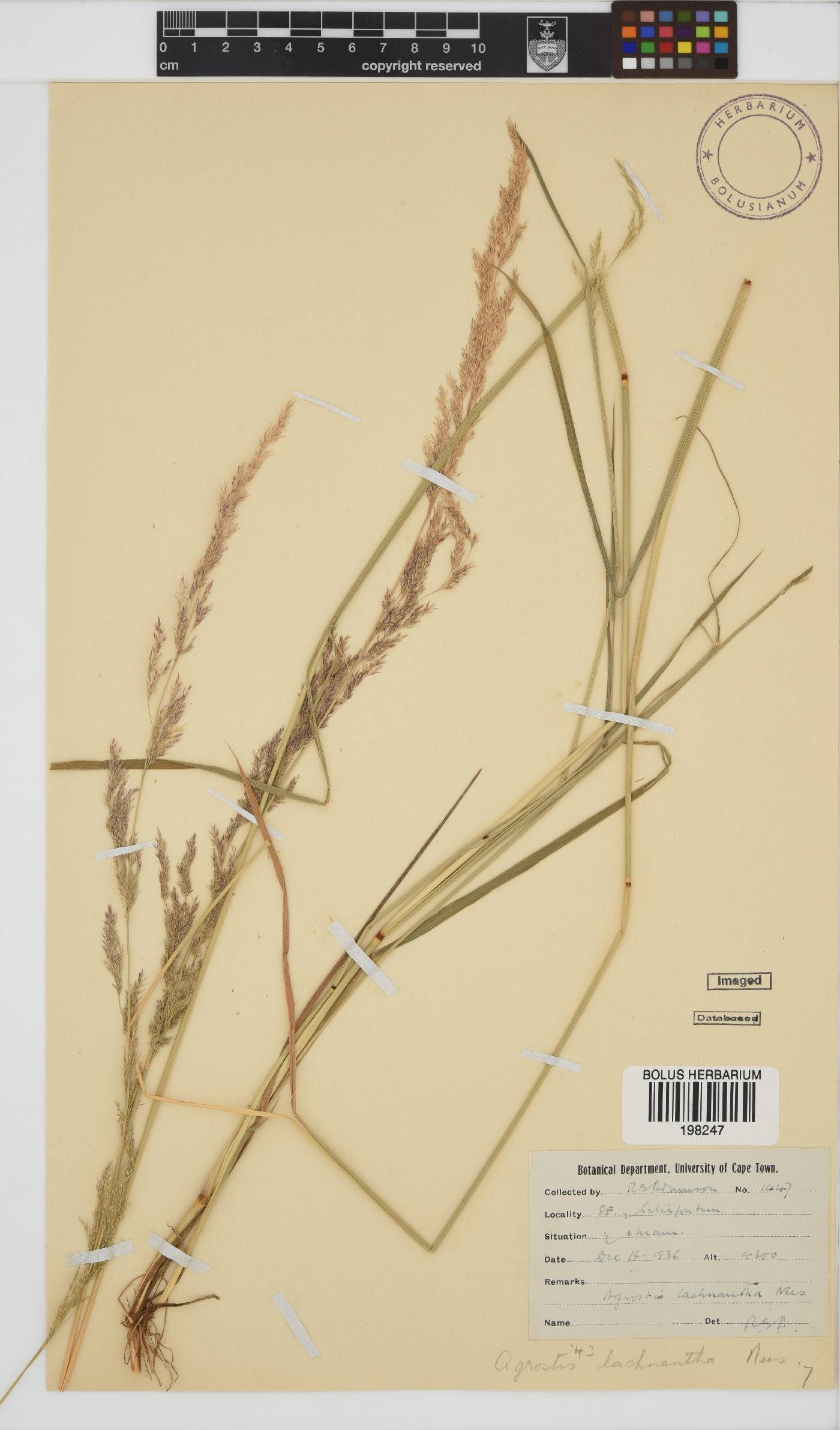 Agrostis image
