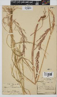 Agrostis lachnantha image