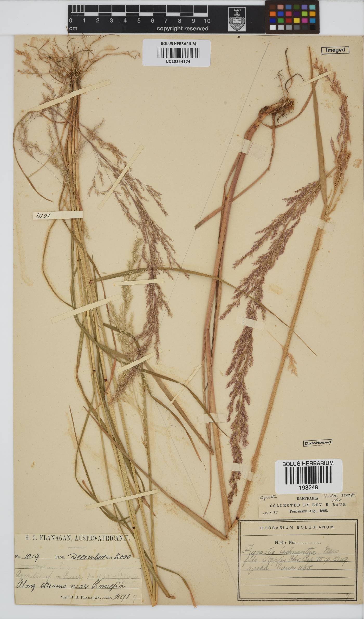Agrostis lachnantha image
