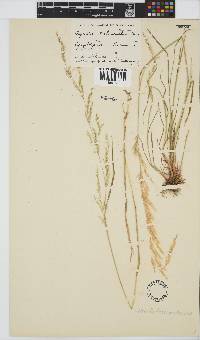 Agrostis lachnantha image