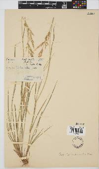 Agrostis lachnantha image