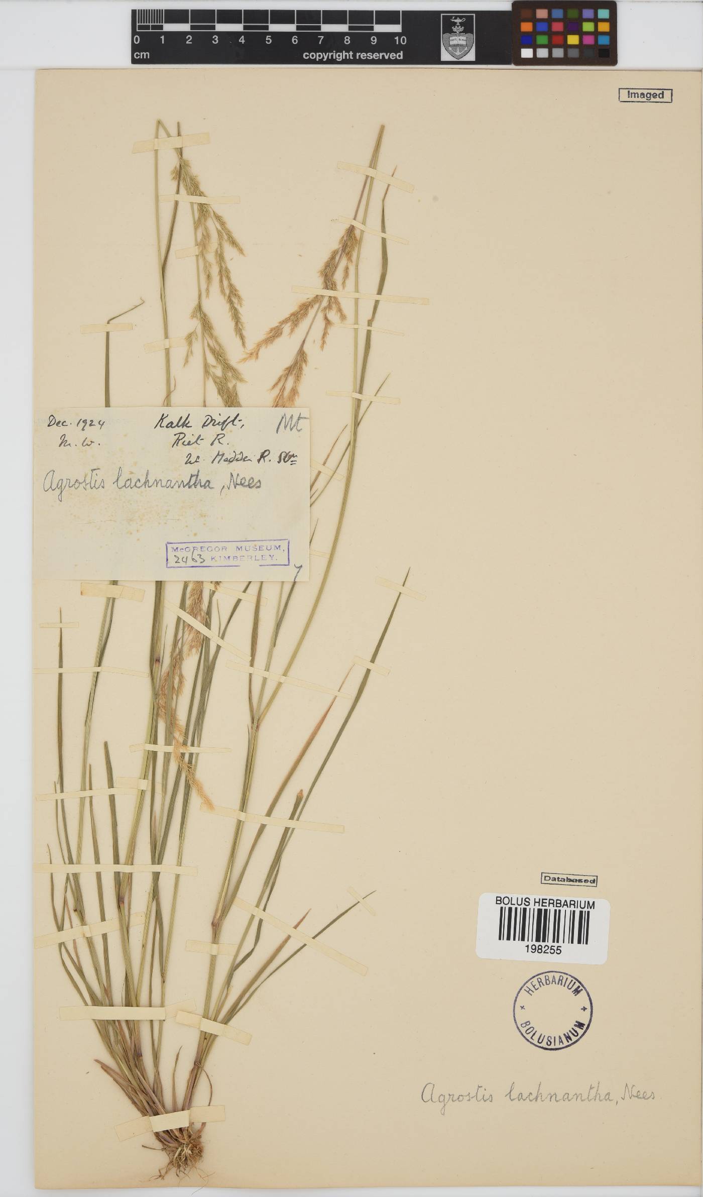 Agrostis image